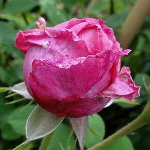 Rosa Aurelia Liffa - roz - Trandafir copac cu trunchi înalt - cu flori tip trandafiri englezești - coroană curgătoare